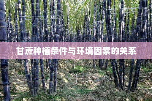 甘蔗种植条件与环境因素的关系 甘蔗种植条件与环境因素的关系