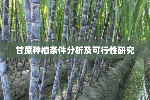 甘蔗种植条件分析及可行性研究 甘蔗种植条件分析及可行性研究