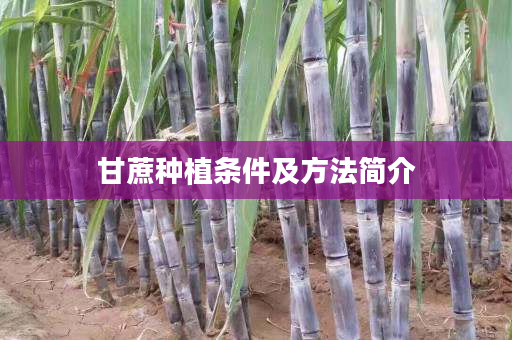 甘蔗种植条件及方法简介 甘蔗种植条件及方法简介