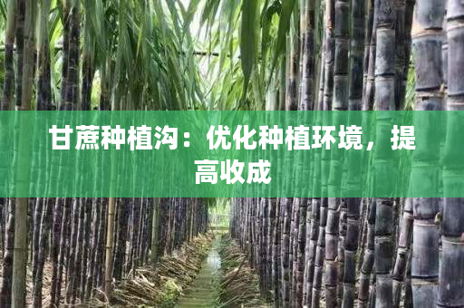 甘蔗种植沟:优化种植环境,提高收成 甘蔗种植沟:优化种植环境,提高收成