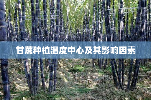 甘蔗种植温度中心及其影响因素 甘蔗种植温度中心及其影响因素