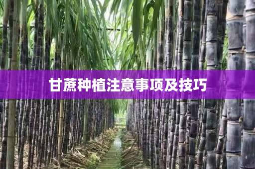 甘蔗种植注意事项及技巧 甘蔗种植注意事项及技巧