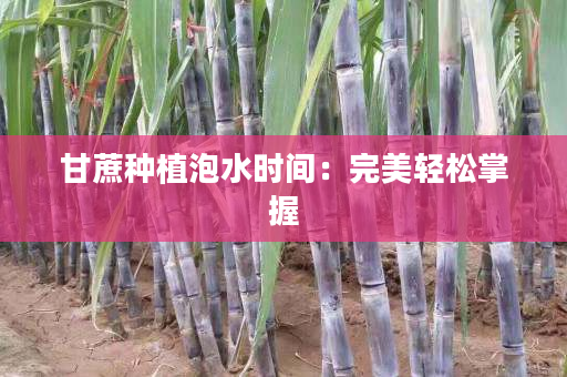 甘蔗种植泡水时间:完美轻松掌握 甘蔗种植泡水时间:完美轻松掌握