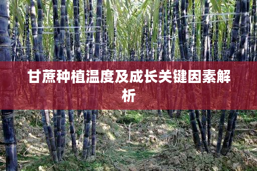 甘蔗种植温度及成长关键因素解析 甘蔗种植温度及成长关键因素解析