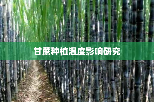 甘蔗种植温度影响研究 甘蔗种植温度影响研究