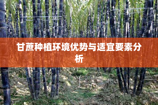 甘蔗种植环境优势与适宜要素分析 甘蔗种植环境优势与适宜要素分析