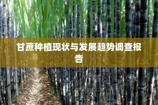 甘蔗种植现状与发展趋势调查报告 甘蔗种植现状与发展趋势调查报告