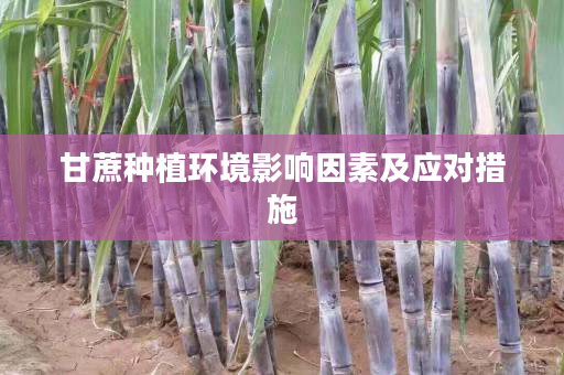 甘蔗种植环境影响因素及应对措施 甘蔗种植环境影响因素及应对措施