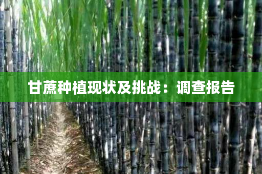 甘蔗种植现状及挑战:调查报告 甘蔗种植现状及挑战:调查报告