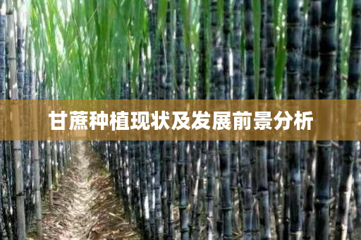 甘蔗种植现状及发展前景分析 甘蔗种植现状及发展前景分析