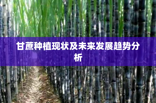 甘蔗种植现状及未来发展趋势分析 甘蔗种植现状及未来发展趋势分析