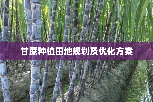 甘蔗种植田地规划及优化方案 甘蔗种植田地规划及优化方案