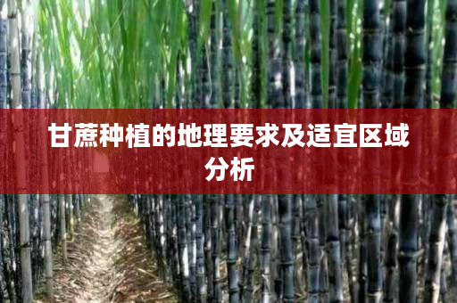 甘蔗种植的地理要求及适宜区域分析 甘蔗种植的地理要求及适宜区域分析