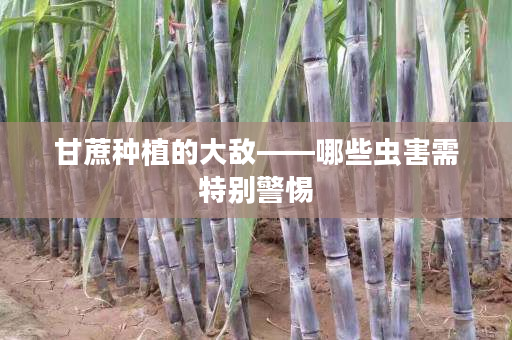 甘蔗种植的大敌——哪些虫害需特别警惕 甘蔗种植的大敌——哪些虫害需特别警惕