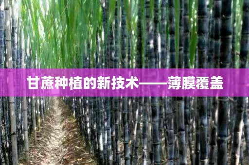 甘蔗种植的新技术——薄膜覆盖 甘蔗种植的新技术——薄膜覆盖