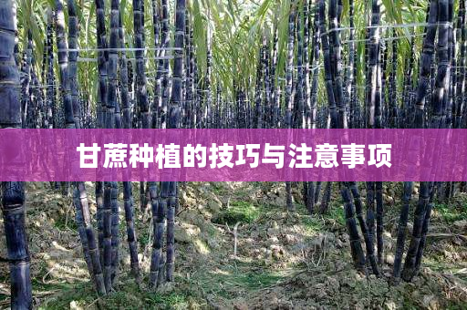 甘蔗种植的技巧与注意事项 甘蔗种植的技巧与注意事项