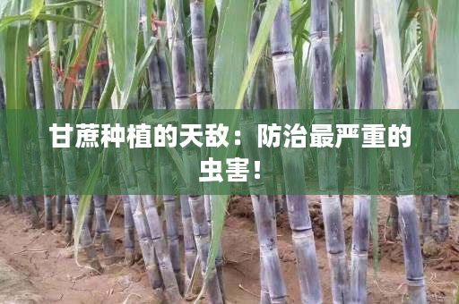 甘蔗种植的天敌:防治最严重的虫害! 甘蔗种植的天敌:防治最严重的虫害!