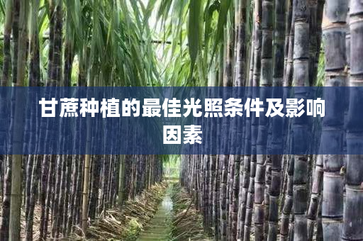 甘蔗种植的最佳光照条件及影响因素 甘蔗种植的最佳光照条件及影响因素