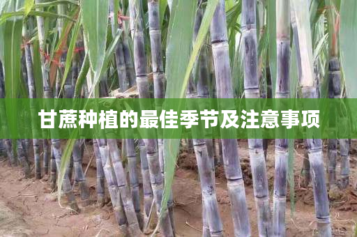 甘蔗种植的最佳季节及注意事项 甘蔗种植的最佳季节及注意事项