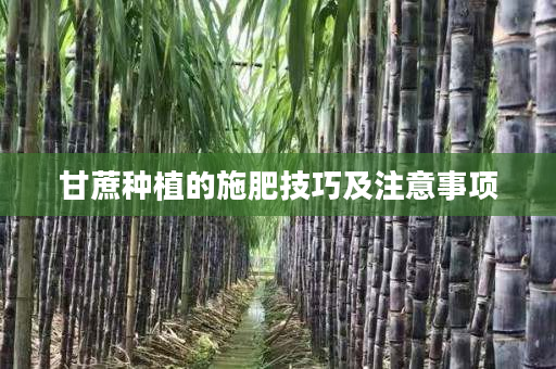 甘蔗种植的施肥技巧及注意事项 甘蔗种植的施肥技巧及注意事项