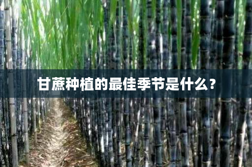 甘蔗种植的最佳季节是什么? 甘蔗种植的最佳季节是什么?