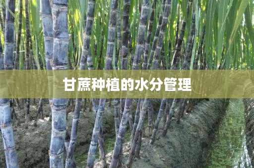 甘蔗种植的水分管理 甘蔗种植的水分管理