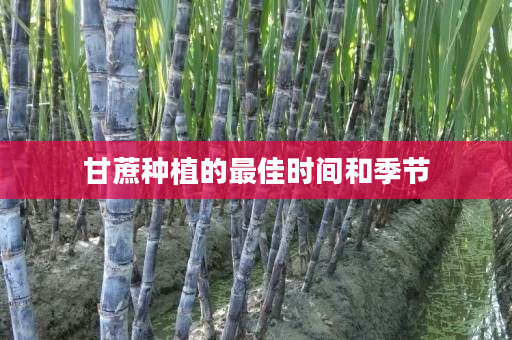 甘蔗种植的最佳时间和季节 甘蔗种植的最佳时间和季节