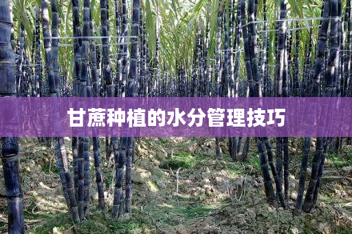 甘蔗种植的水分管理技巧 甘蔗种植的水分管理技巧