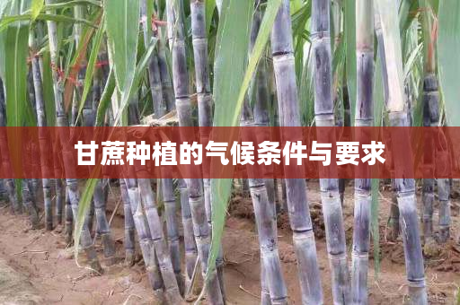 甘蔗种植的气候条件与要求 甘蔗种植的气候条件与要求