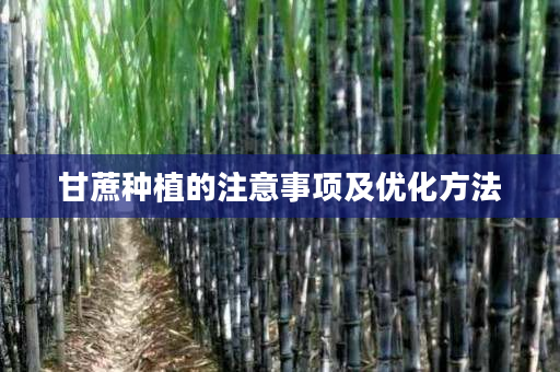 甘蔗种植的注意事项及优化方法 甘蔗种植的注意事项及优化方法