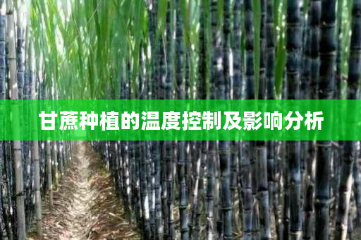 甘蔗种植的温度控制及影响分析 甘蔗种植的温度控制及影响分析