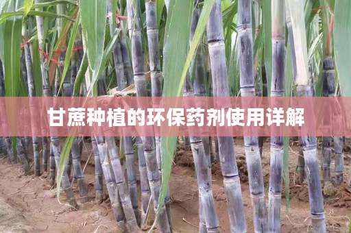 甘蔗种植的环保药剂使用详解