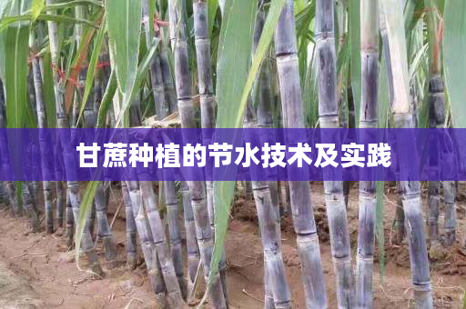 甘蔗种植的节水技术及实践