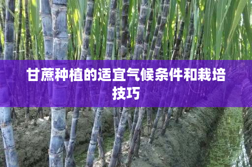 甘蔗种植的适宜气候条件和栽培技巧
