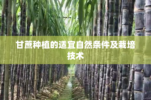 甘蔗种植的适宜自然条件及栽培技术 甘蔗种植的适宜自然条件及栽培技术