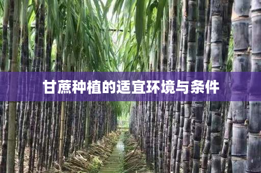 甘蔗种植的适宜环境与条件