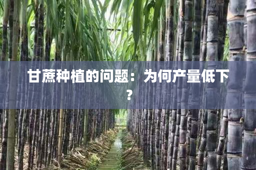甘蔗种植的问题:为何产量低下? 甘蔗种植的问题:为何产量低下?