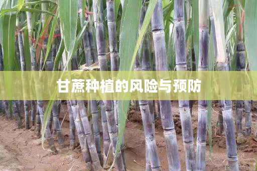 甘蔗种植的风险与预防 甘蔗种植的风险与预防