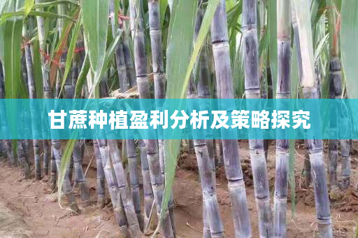 甘蔗种植盈利分析及策略探究