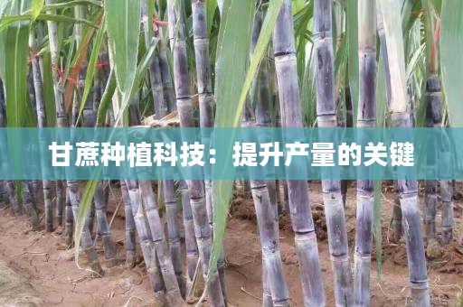 甘蔗种植科技:提升产量的关键 甘蔗种植科技:提升产量的关键