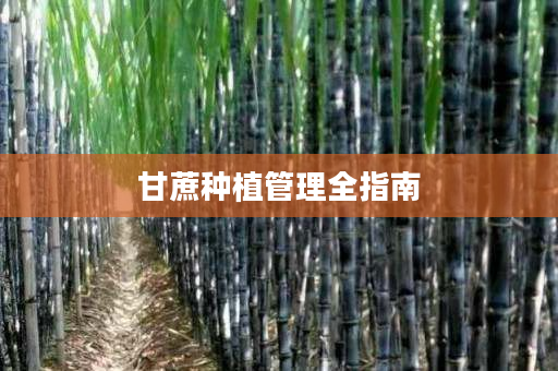 甘蔗种植管理全指南 甘蔗种植管理全指南
