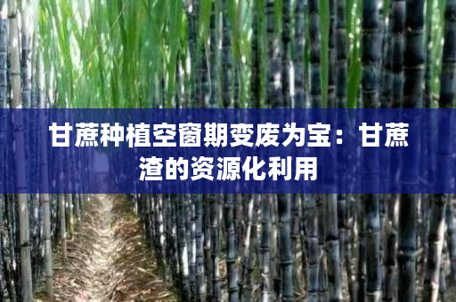 甘蔗种植空窗期变废为宝:甘蔗渣的资源化利用 甘蔗种植空窗期变废为宝:甘蔗渣的资源化利用
