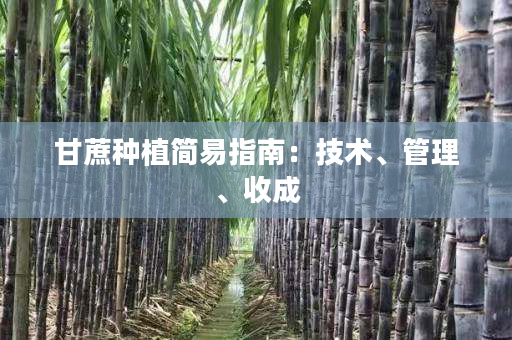 甘蔗种植简易指南:技术、管理、收成 甘蔗种植简易指南:技术、管理、收成