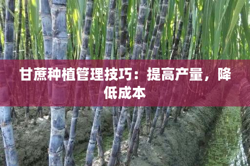 甘蔗种植管理技巧:提高产量,降低成本 甘蔗种植管理技巧:提高产量,降低成本