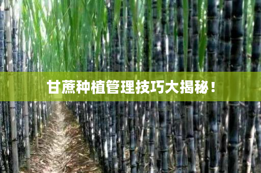 甘蔗种植管理技巧大揭秘! 甘蔗种植管理技巧大揭秘!
