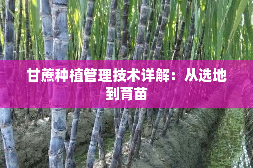 甘蔗种植管理技术详解:从选地到育苗 甘蔗种植管理技术详解:从选地到育苗