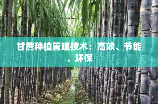 甘蔗种植管理技术:高效、节能、环保 甘蔗种植管理技术:高效、节能、环保