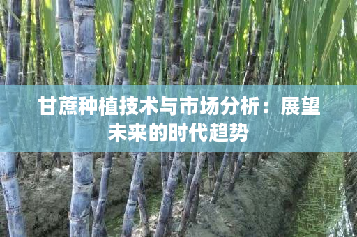 甘蔗种植技术与市场分析:展望未来的时代趋势 甘蔗种植技术与市场分析:展望未来的时代趋势
