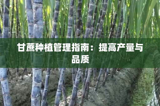 甘蔗种植管理指南:提高产量与品质 甘蔗种植管理指南:提高产量与品质