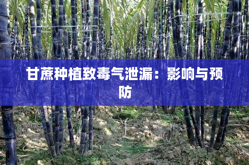 甘蔗种植致毒气泄漏：影响与预防